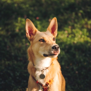 Собаки в добрые руки - Лунтик - 1