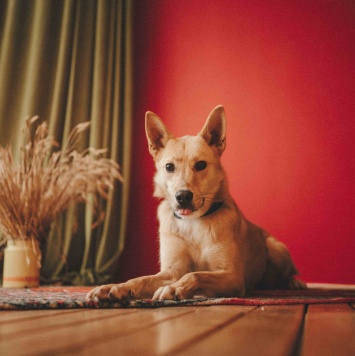 Собаки в добрые руки - Лунтик - 2