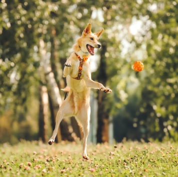 Собаки в добрые руки - Лунтик - 4