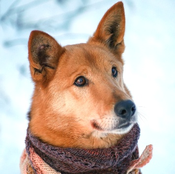 Собаки в добрые руки - Саливан