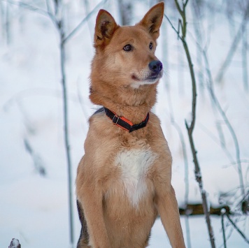 Собаки в добрые руки - Саливан - 1