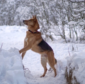Собаки в добрые руки - Саливан - 2