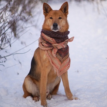 Собаки в добрые руки - Саливан - 3