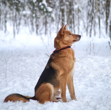 Собаки в добрые руки - Саливан - 4