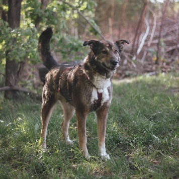 Собаки в добрые руки - Гоша