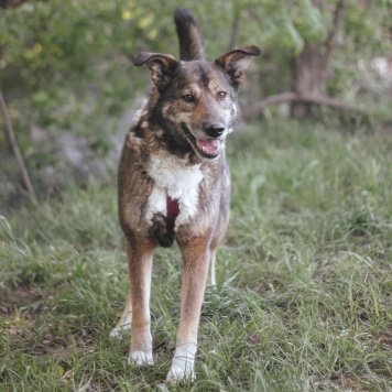 Собаки в добрые руки - Гоша - 1