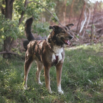 Собаки в добрые руки - Гоша - 2