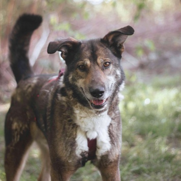 Собаки в добрые руки - Гоша - 3