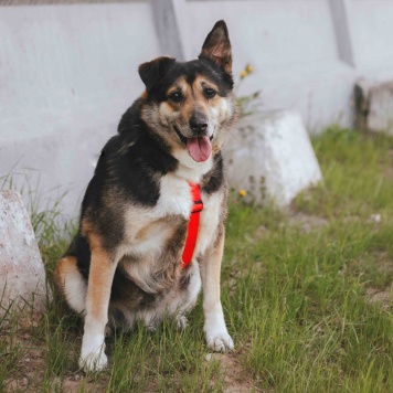 Собаки в добрые руки - Лира