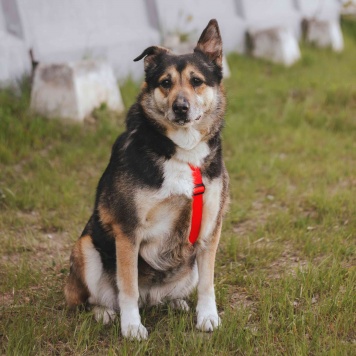 Собаки в добрые руки - Лира - 1