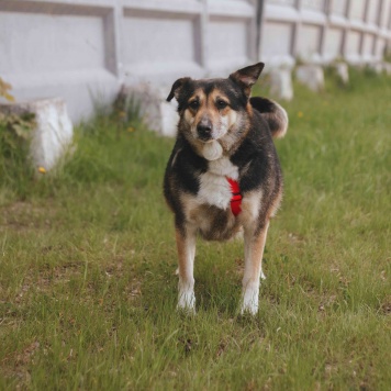 Собаки в добрые руки - Лира - 2