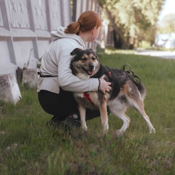 Собаки в добрые руки - Лира - 3