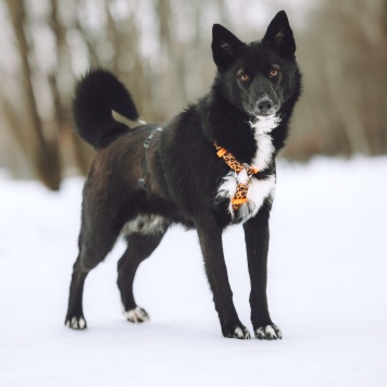 Собаки в добрые руки - Найда
