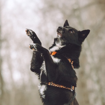 Собаки в добрые руки - Найда - 1