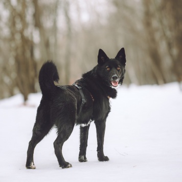 Собаки в добрые руки - Найда - 2