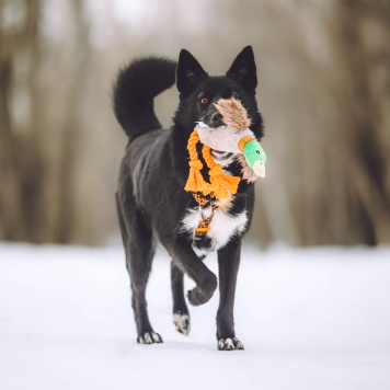 Собаки в добрые руки - Найда - 3