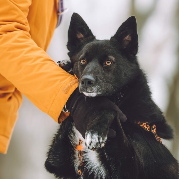 Собаки в добрые руки - Найда - 4