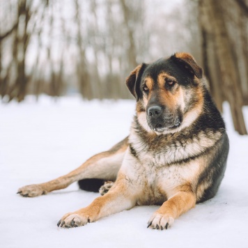 Собаки в добрые руки - Бука