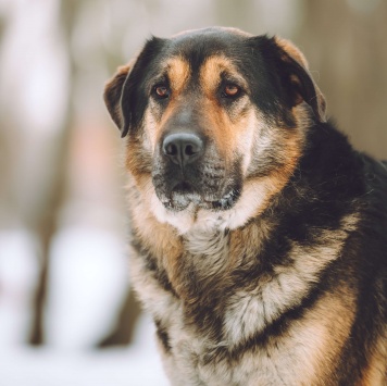 Собаки в добрые руки - Бука - 1