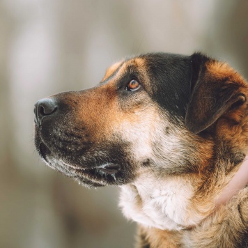 Собаки в добрые руки - Бука - 2