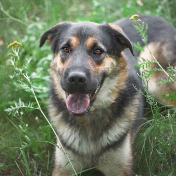 Собаки в добрые руки - Бука - 3