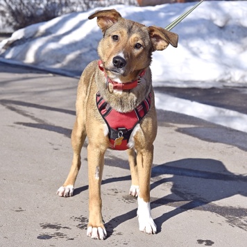 Собаки в добрые руки - Карамель