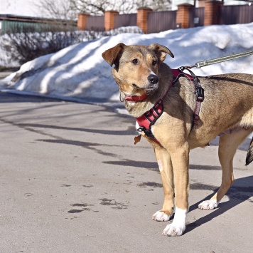 Собаки в добрые руки - Карамель - 1