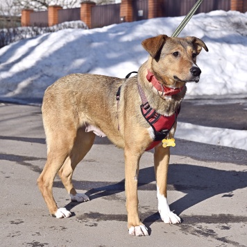 Собаки в добрые руки - Карамель - 2