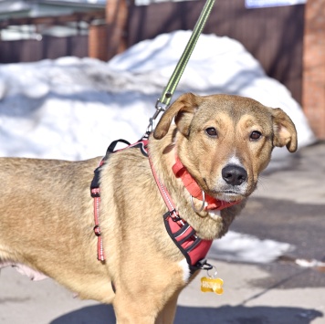 Собаки в добрые руки - Карамель - 3