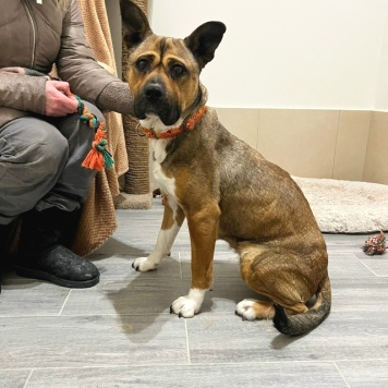 Собаки в добрые руки - Бука - 1