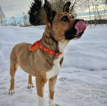 Собаки в добрые руки - Бука - 2