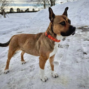 Собаки в добрые руки - Бука - 3