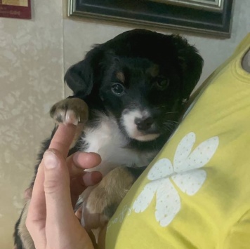 Собаки в добрые руки - Кнопочка - 1