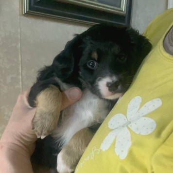 Собаки в добрые руки - Кнопочка - 2