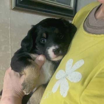 Собаки в добрые руки - Кнопочка - 3