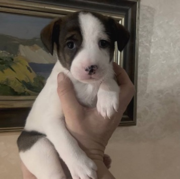 Собаки в добрые руки - Ума