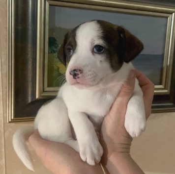 Собаки в добрые руки - Ума - 2