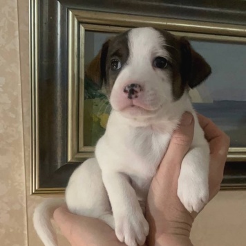 Собаки в добрые руки - Ума - 3