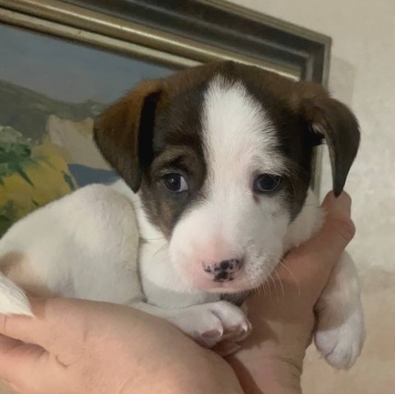 Собаки в добрые руки - Ума - 4