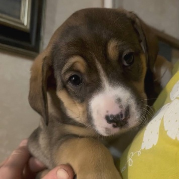 Булочка - Собаки в добрые руки