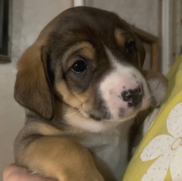 Собаки в добрые руки - Булочка - 1