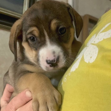 Собаки в добрые руки - Булочка - 2