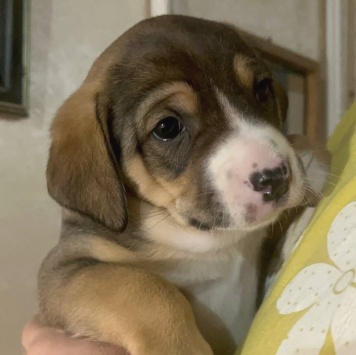 Собаки в добрые руки - Булочка - 3