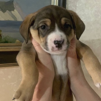 Собаки в добрые руки - Булочка - 4