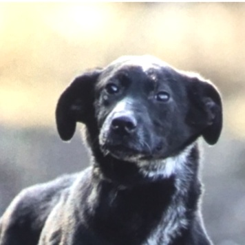 Собаки в добрые руки - Вейп