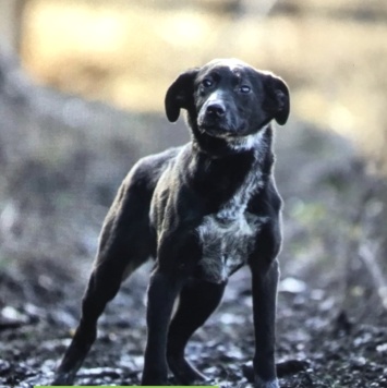 Собаки в добрые руки - Вейп - 1