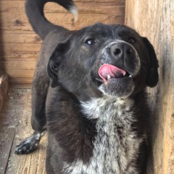 Собаки в добрые руки - Вейп - 2