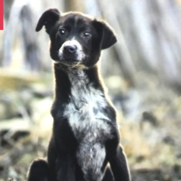 Собаки в добрые руки - Вейп - 3