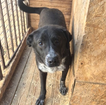 Собаки в добрые руки - Вейп - 4