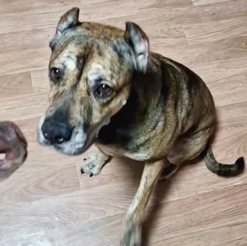 Собаки в добрые руки - Алана